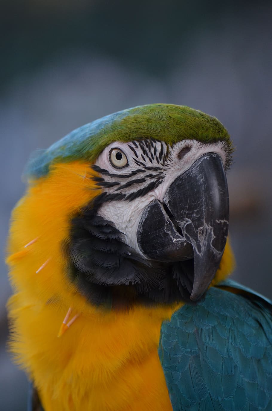 bird, macaw, nature, parrot, blue, yellow, green, beak, animal themes HD wallpaper