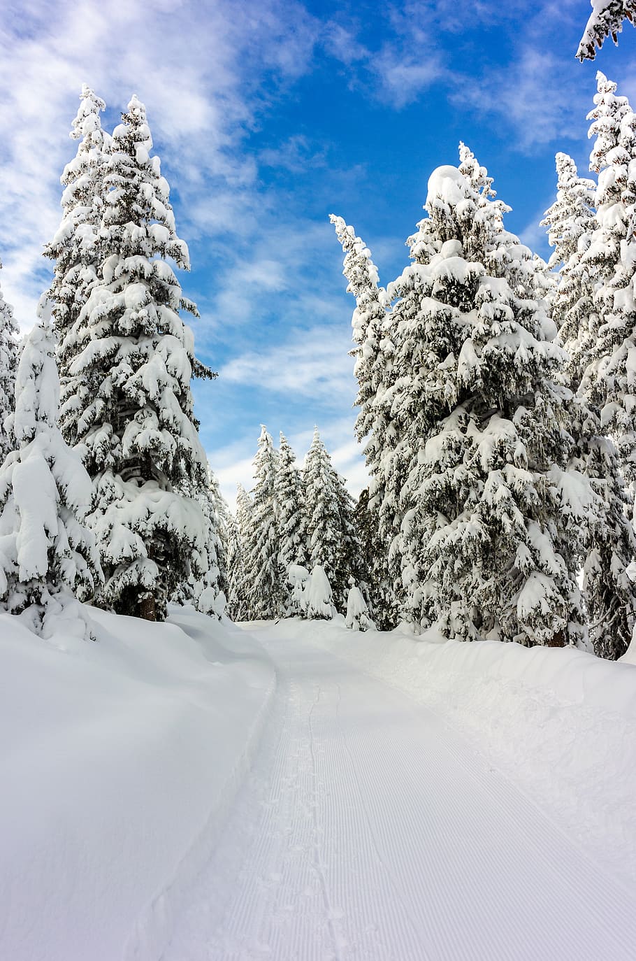 snow field with pine trees during daytime, plant, fir, abies HD wallpaper