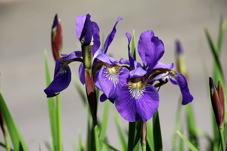 iris, macro, fresh, flower, nature, fragrance, garden, blooming HD wallpaper