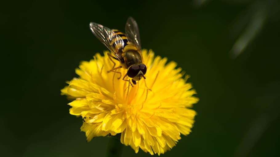 bee, closeup, macro, insect, yellow, flora, flower, flowers HD wallpaper