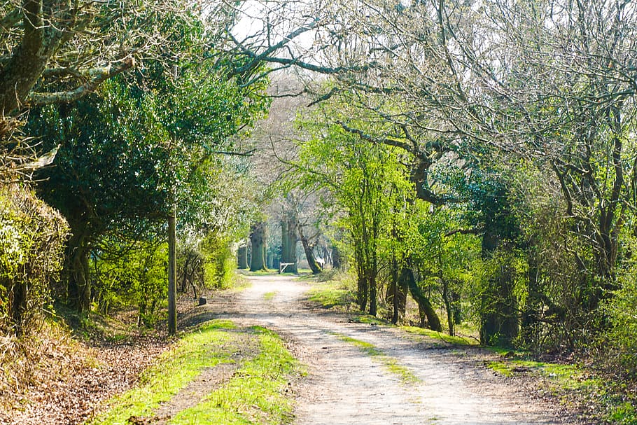 rough road between green trees, direction, plant, the way forward HD wallpaper