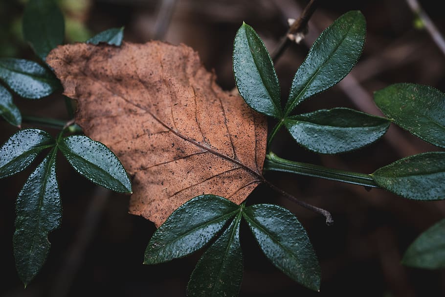 green leaf plant, flora, princeton, princeton university school of architecture HD wallpaper