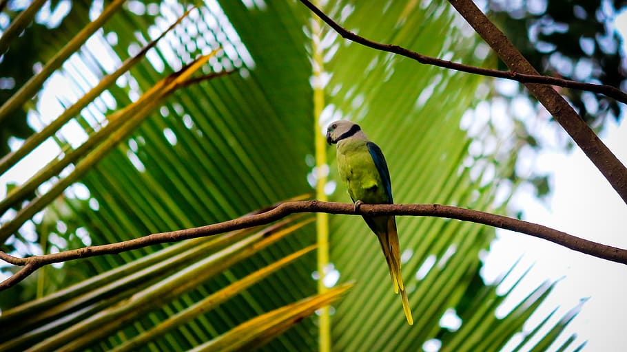 parrot, wild, green, pattern, wallpaper, bird, canon, ringed HD wallpaper