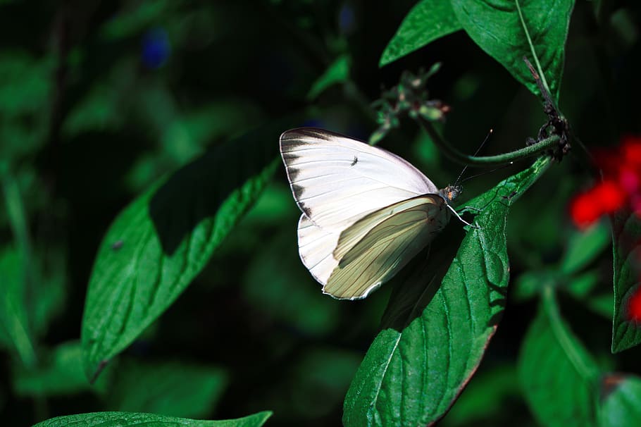 spring, butterfly, nature, grass, garden, wings, white, insect HD wallpaper