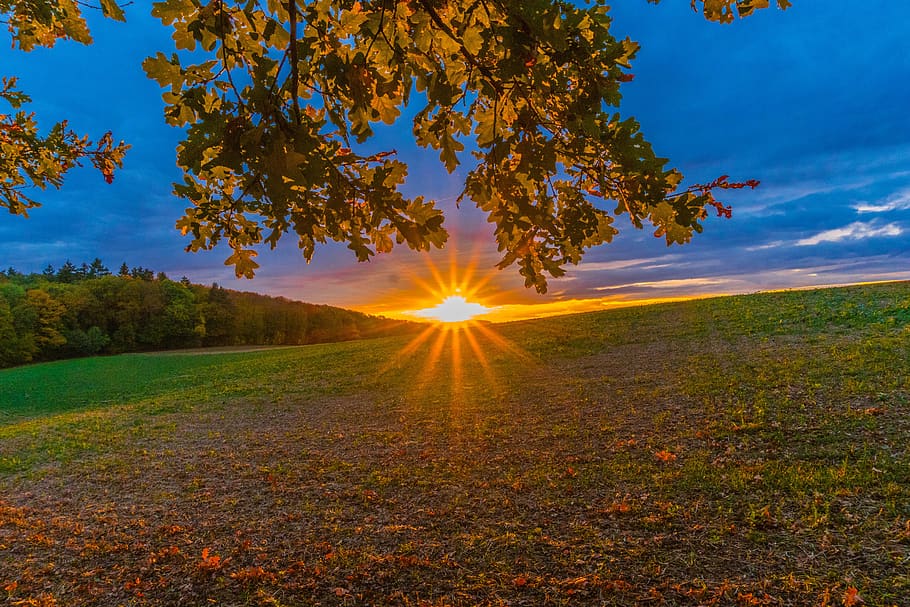 sunset, tree, leaves, sky, landscape, nature, dusk, atmospheric HD wallpaper