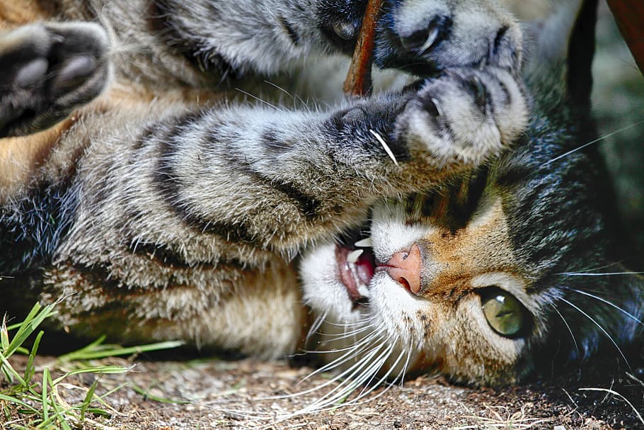 cat, play, cute, fun, kitten, animal, feline, pet, adorable HD wallpaper