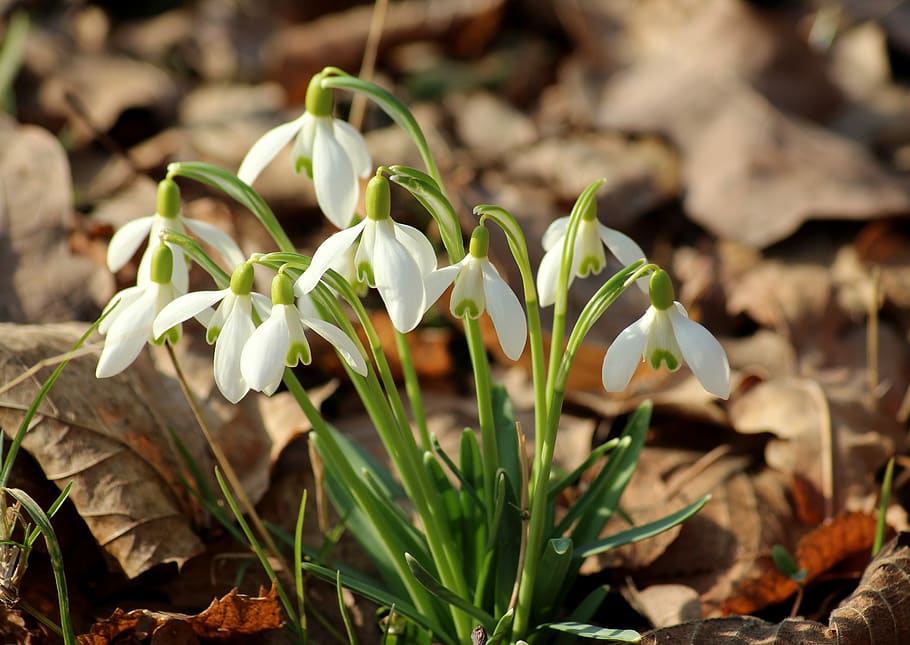 snowdrop, spring flowers, early spring, nature, plants, growth HD wallpaper