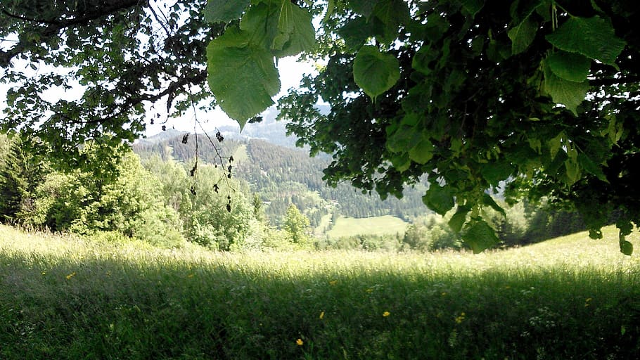 austria, hill, tree, meadow, garss, green, leaf, plant, green color HD wallpaper