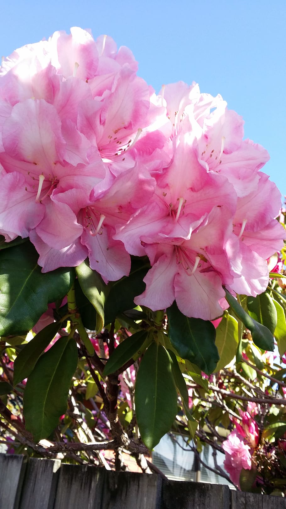 flower, pink color, flowering plant, beauty in nature, fragility HD wallpaper