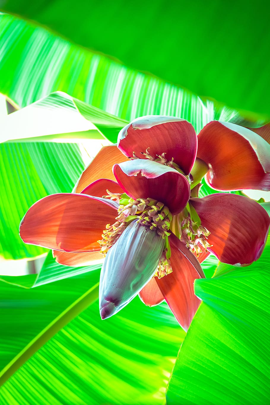 banana flower, greenhouse, plants, mellowness, flowers, nature, HD wallpaper