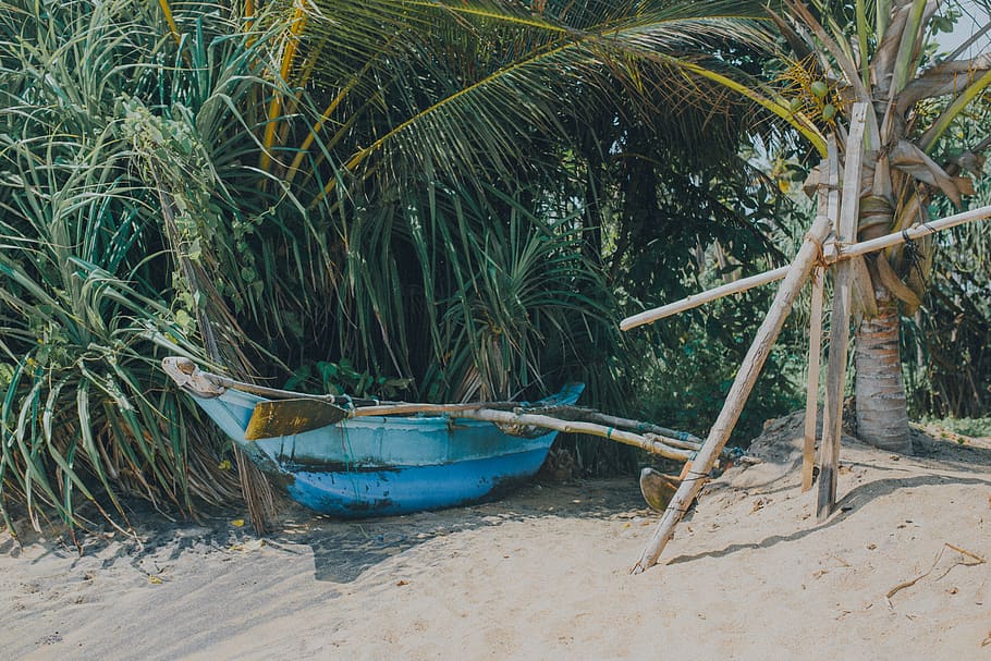 blue-boat-near-green-palm-tree.jpg