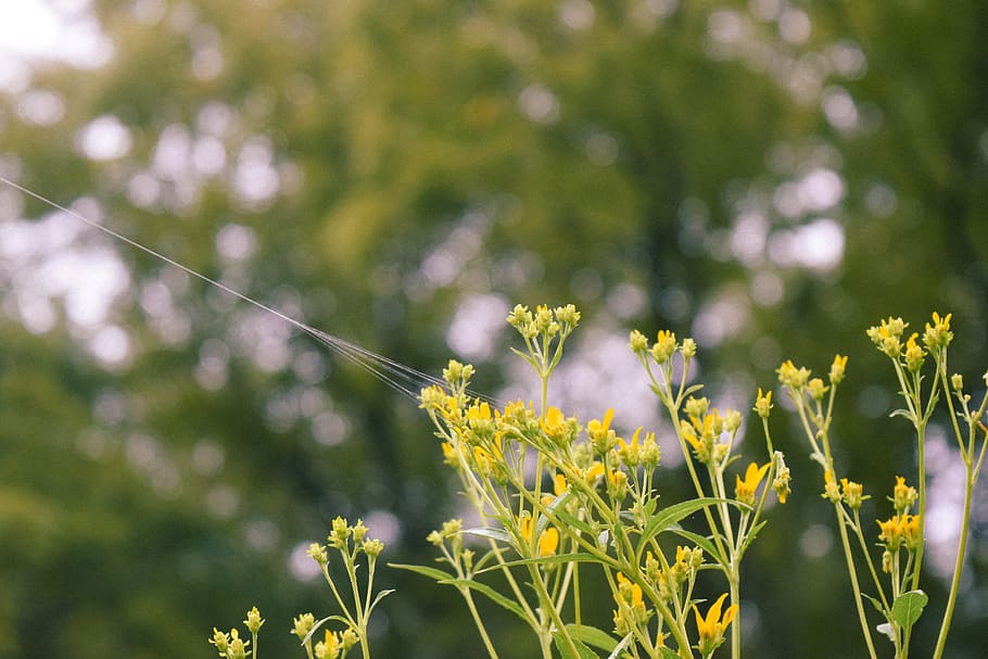 Flowers, flowering plant, beauty in nature, fragility, freshness HD wallpaper