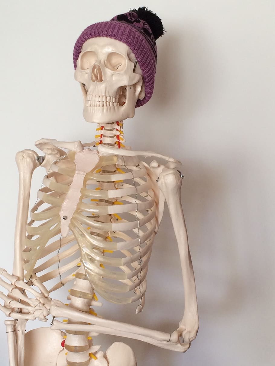 skeleton, purple bobble hat, bones, ribs, human skeleton, indoors