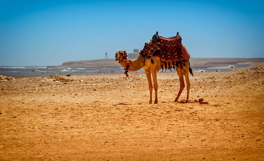 camel, desert, egypt, sand, landscape, the sun, nature, africa HD wallpaper