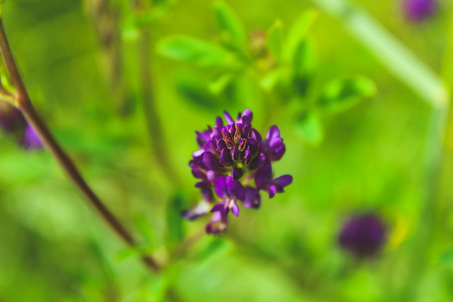 Close-Up Photography of Violet Flowers, beautiful, bloom, blooming HD wallpaper