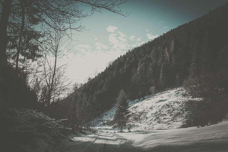 trees, snow, winter, plant, cold temperature, sky, beauty in nature HD wallpaper