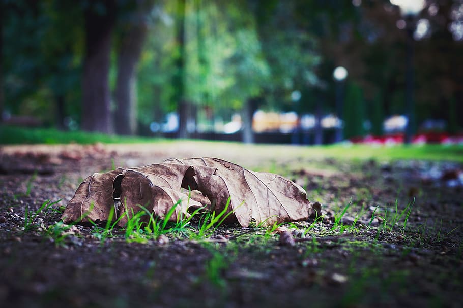 Selective Photo of Dry Leaf on Ground, blur, blurred, close-up HD wallpaper