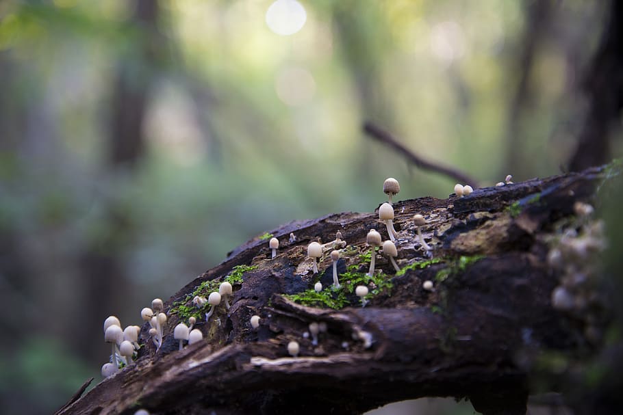 italy, alnicco, green, bokeh, wood, forest, detail, friuli
