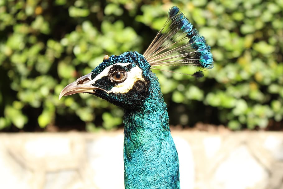 peacock, bird, zoo, one animal, animal themes, animal wildlife HD wallpaper
