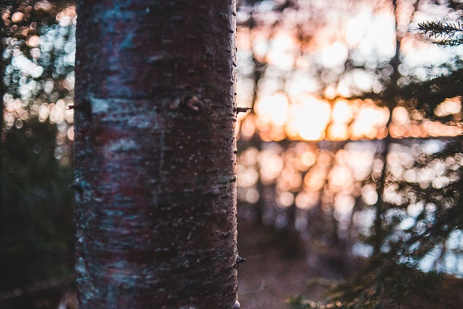 plant, tree, tree trunk, para rubber tree, birch, root, animal, HD wallpaper