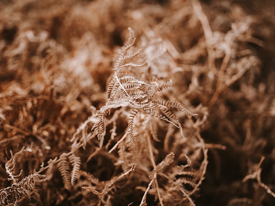 fern leaves close-up photography, plant, invertebrate, animal, HD wallpaper