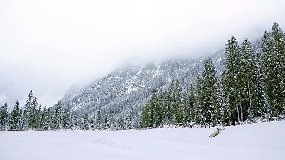 green pine trees on snowfield, plant, fir, abies, outdoors, nature HD wallpaper
