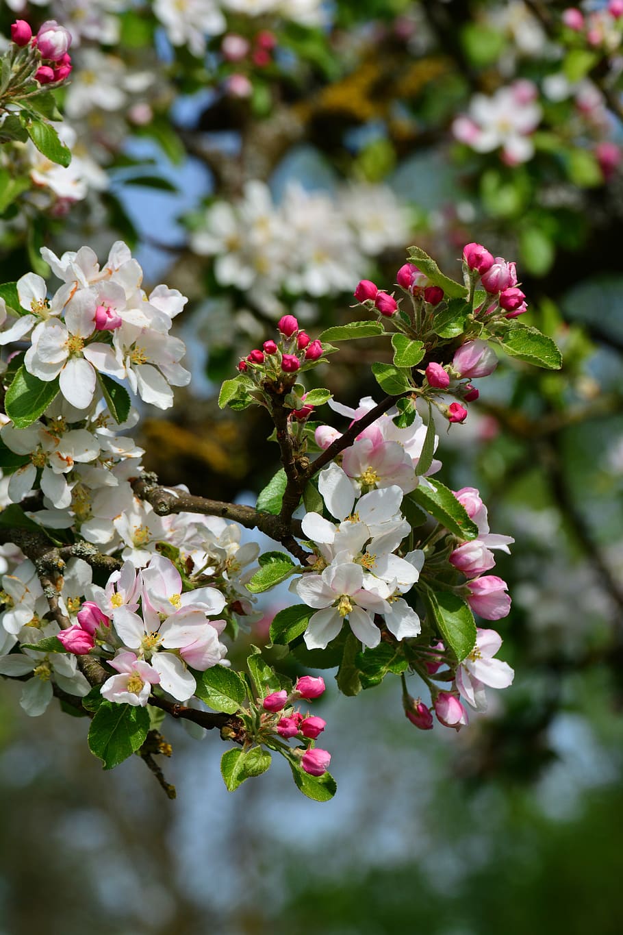apple blossoms, apple tree, spring, flowers, apple tree flowers HD wallpaper