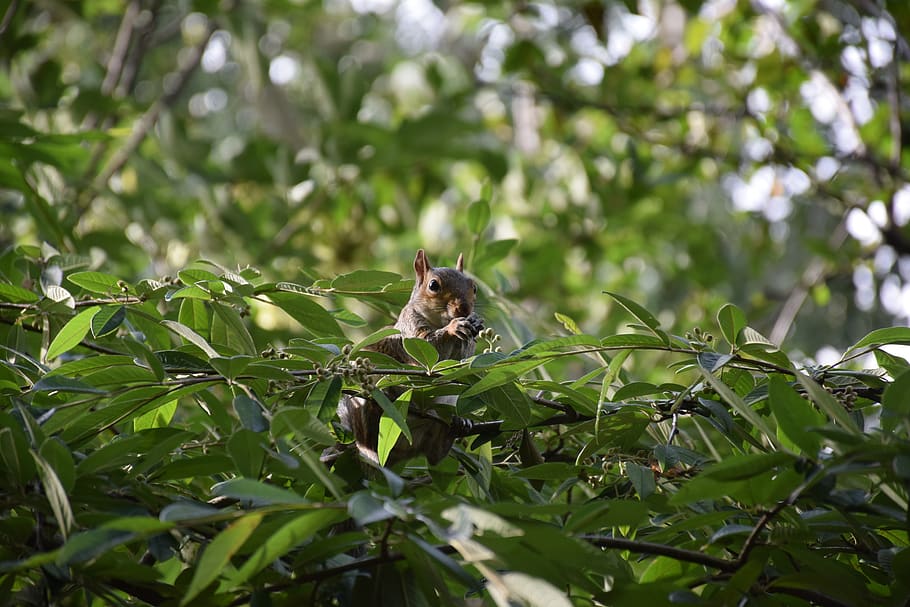squirrel, gray, england, uk, great britain, animal, rodent HD wallpaper