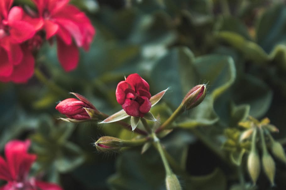 rose, petals, flower, macro, life, green, flowers, nature, plant HD wallpaper