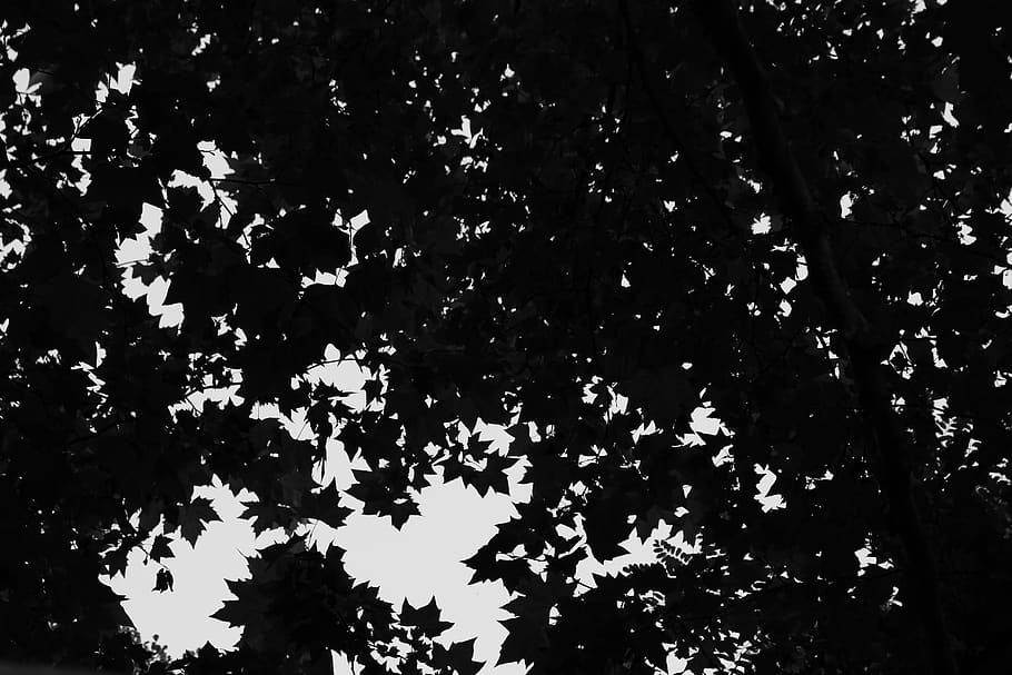 sombras de hojas, caminando por la orilla del río, bosque, HD wallpaper