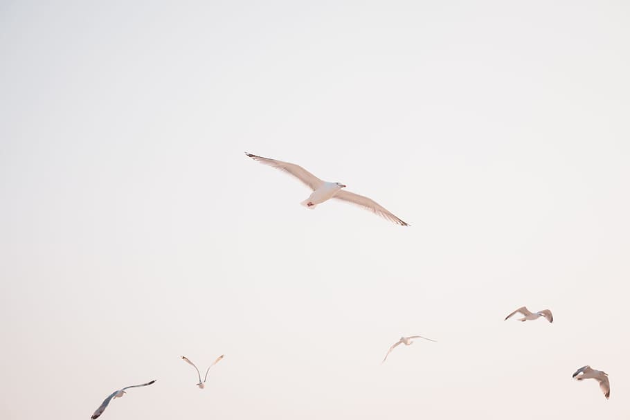 low angle photography of flying bird, farm, seagull, sunset, flight, HD wallpaper