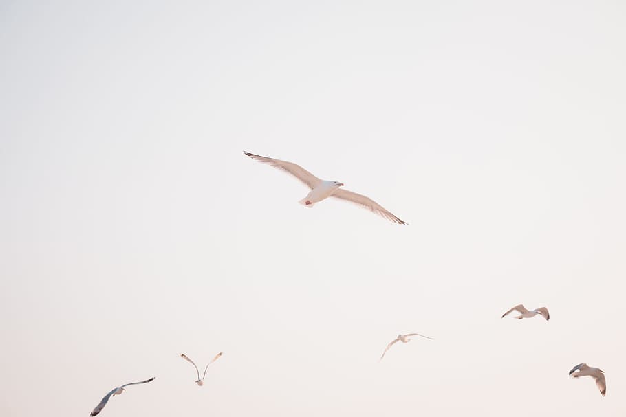 low angle photography of flying bird, farm, seagull, sunset, flight HD wallpaper