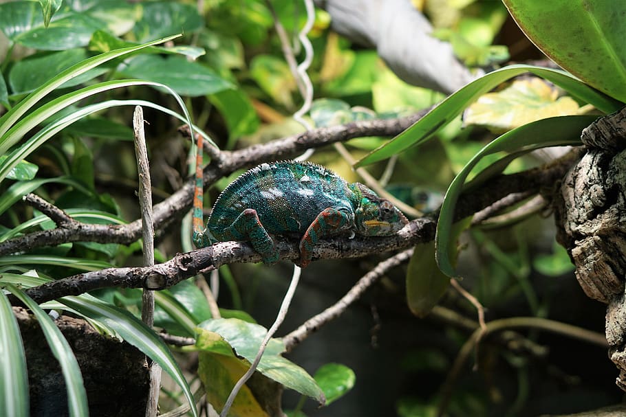 green animal on tree, animals in the wild, animal wildlife, plant HD wallpaper