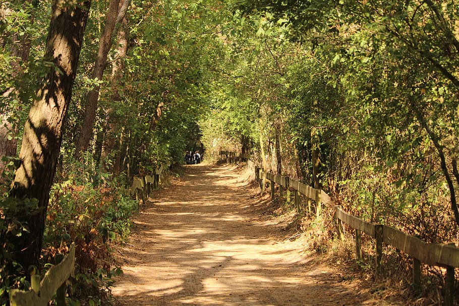 forest, away, run, hike, landscape, trees, travel, plant, the way forward HD wallpaper