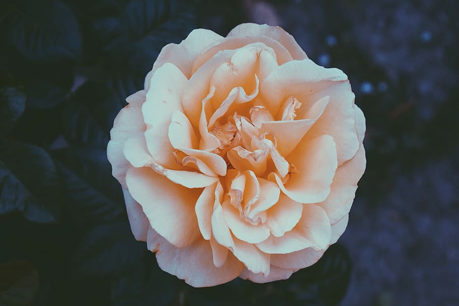 spain, granada, beauty in nature, flower, flowering plant, vulnerability HD wallpaper