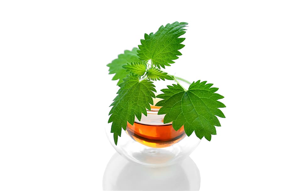 tea, herbal, drink, healthy, hot, delicious, useful, nettle HD wallpaper
