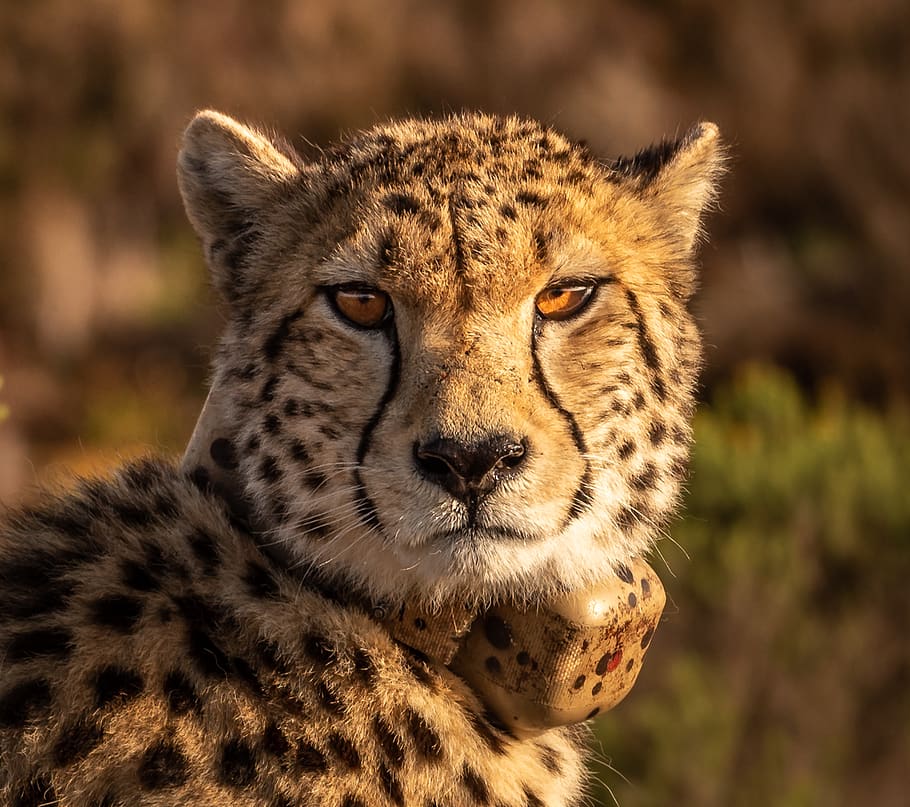 cheetah, predator, big cat, portrait, animal world, wild, fast, HD wallpaper