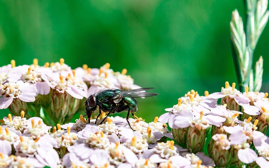 Green Winged Insect on White Flower, bloom, blossom, daylight HD wallpaper