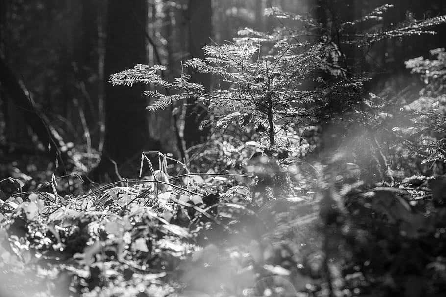 plant, tree, grass, vegetation, conifer, abies, fir, land, nature HD wallpaper