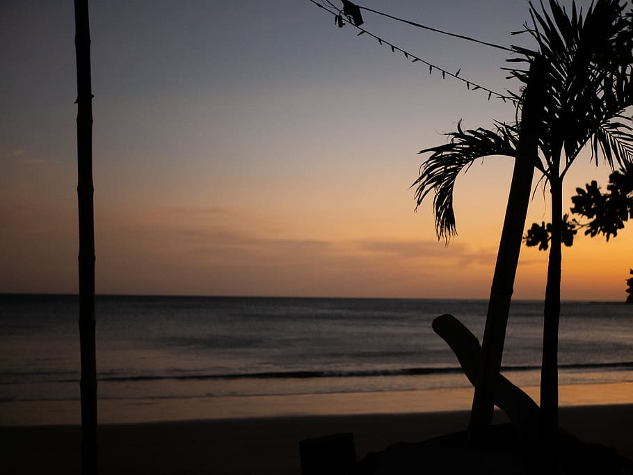 palm tree, plant, arecaceae, sunlight, outdoors, silhouette HD wallpaper