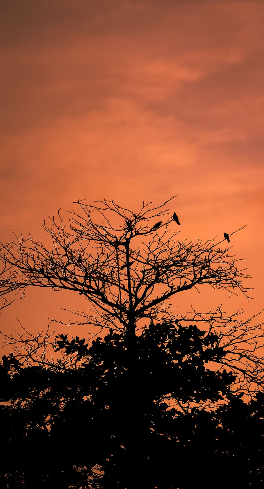 maldives, funadhoo, bird, tree, nature, birds, sunset, sky HD wallpaper