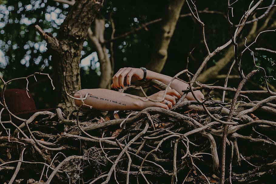 person behind tree trunks at daytime, plant, finger, bird nest, HD wallpaper