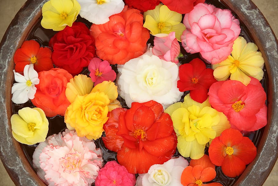 flower, flowering plant, freshness, petal, fragility, vulnerability HD wallpaper