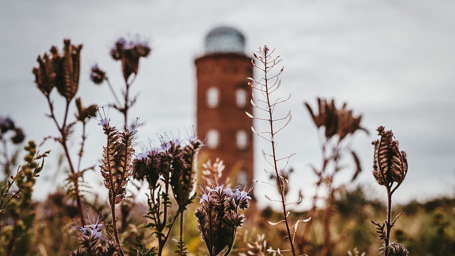 Brown Leafed Plants, blooming, blurred background, bright, building HD wallpaper