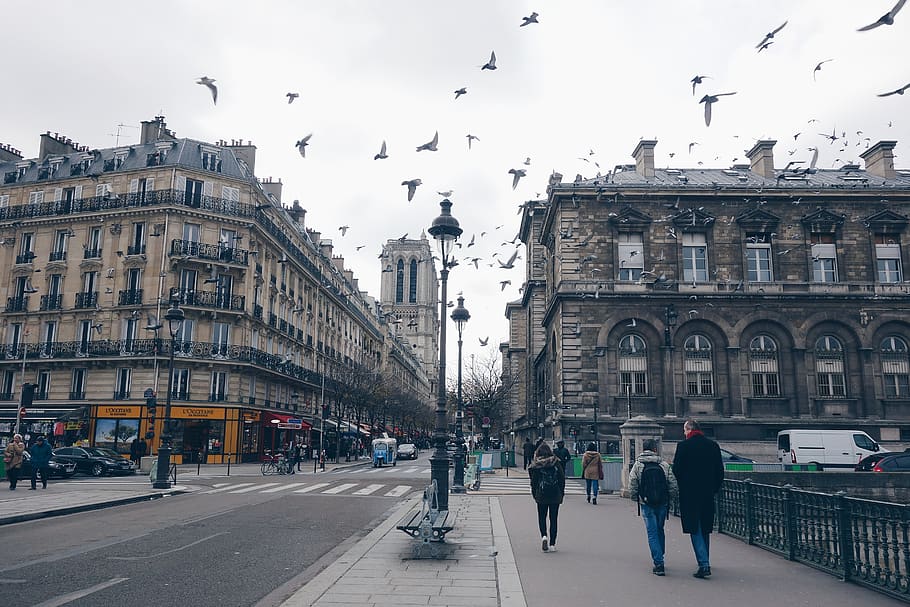 france, paris, street, bird, pigeon, city, trip, church, walking, HD wallpaper