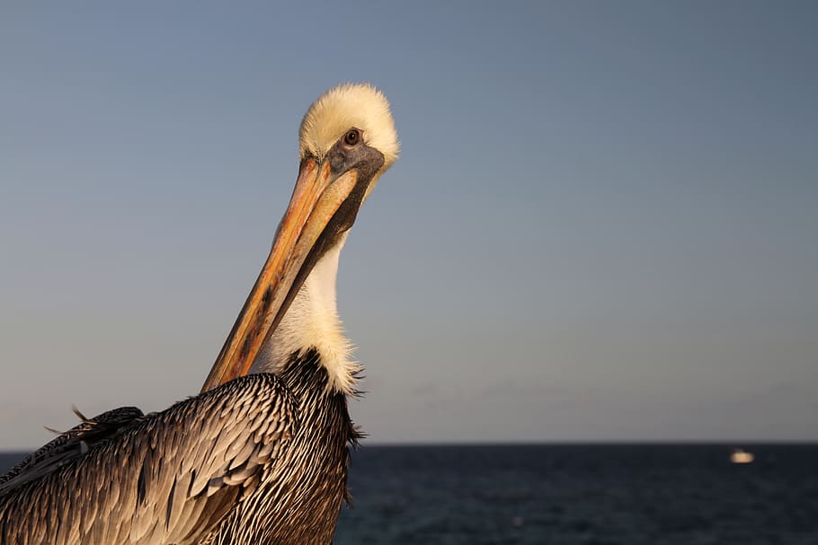 pelican, bird, big, head, wildlife, feather, animal, animal themes HD wallpaper