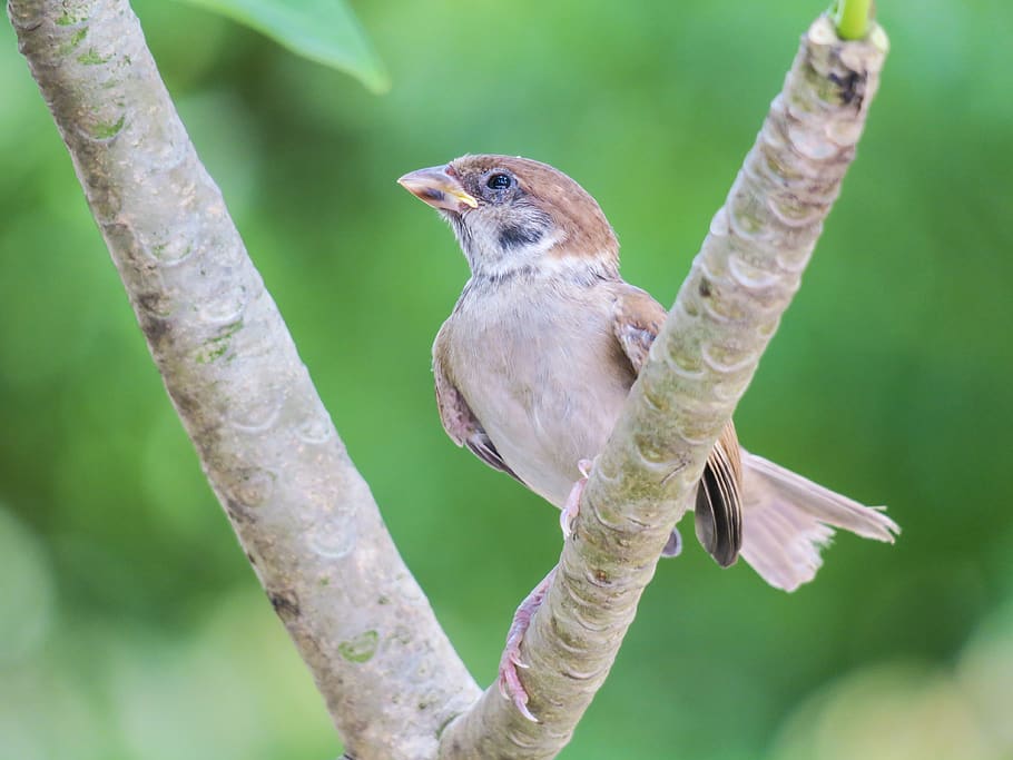 palm, feather, bird, stone, sparrow, beak, eye, coffee, fly HD wallpaper