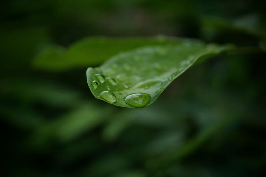 drops, water, in, leaf, green color, close-up, wet, growth HD wallpaper