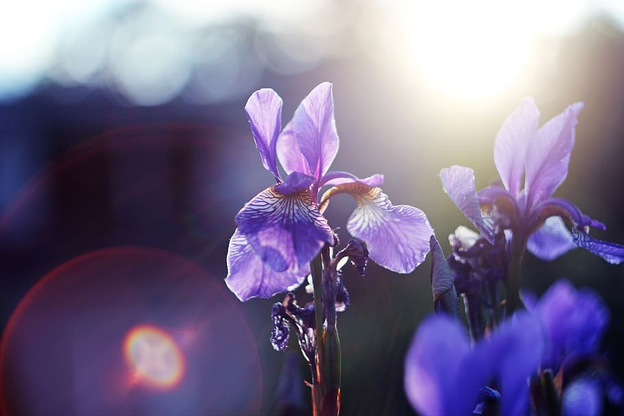 flower, backlight, sun, nature, trees, morning, forest, rays HD wallpaper