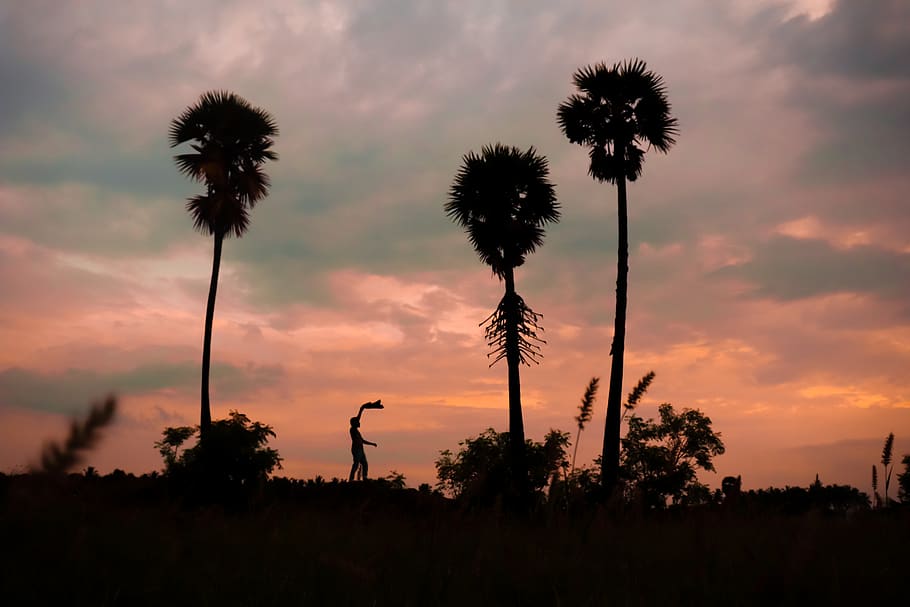 palm, man, india, sunset, farm, sky, silhouette, cloud - sky HD wallpaper